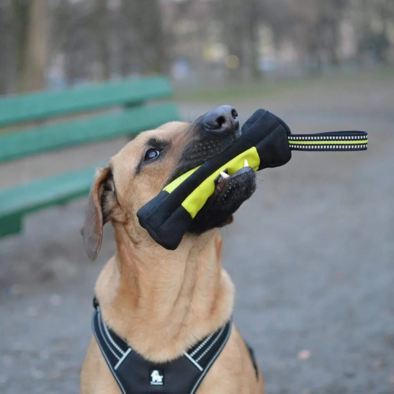 Truelove Dog Training Retrieve - Quality Food Snacks review and price